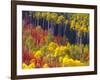 Colorful Aspens in Logan Canyon, Utah, USA-Julie Eggers-Framed Photographic Print