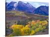 Colorful Aspens in Logan Canyon, Utah, USA-Julie Eggers-Stretched Canvas