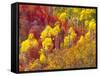 Colorful Aspens in Logan Canyon, Utah, USA-Julie Eggers-Framed Stretched Canvas