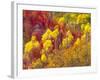 Colorful Aspens in Logan Canyon, Utah, USA-Julie Eggers-Framed Photographic Print