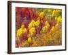 Colorful Aspens in Logan Canyon, Utah, USA-Julie Eggers-Framed Photographic Print