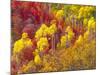 Colorful Aspens in Logan Canyon, Utah, USA-Julie Eggers-Mounted Photographic Print