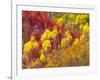 Colorful Aspens in Logan Canyon, Utah, USA-Julie Eggers-Framed Photographic Print