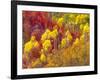 Colorful Aspens in Logan Canyon, Utah, USA-Julie Eggers-Framed Photographic Print