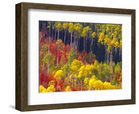 Colorful Aspens in Logan Canyon, Utah, USA-Julie Eggers-Framed Photographic Print