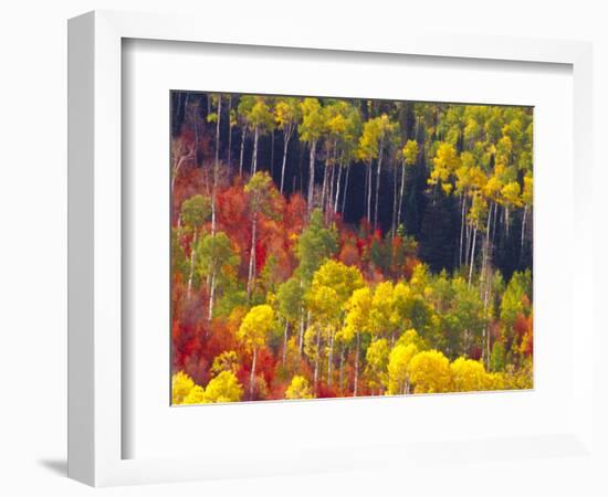 Colorful Aspens in Logan Canyon, Utah, USA-Julie Eggers-Framed Photographic Print