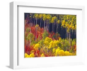 Colorful Aspens in Logan Canyon, Utah, USA-Julie Eggers-Framed Photographic Print