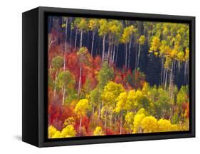 Colorful Aspens in Logan Canyon, Utah, USA-Julie Eggers-Framed Stretched Canvas