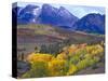 Colorful Aspens in Logan Canyon, Utah, USA-Julie Eggers-Stretched Canvas