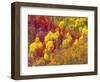 Colorful Aspens in Logan Canyon, Utah, USA-Julie Eggers-Framed Photographic Print