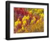 Colorful Aspens in Logan Canyon, Utah, USA-Julie Eggers-Framed Photographic Print