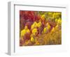 Colorful Aspens in Logan Canyon, Utah, USA-Julie Eggers-Framed Photographic Print