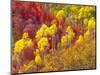 Colorful Aspens in Logan Canyon, Utah, USA-Julie Eggers-Mounted Photographic Print