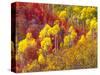 Colorful Aspens in Logan Canyon, Utah, USA-Julie Eggers-Stretched Canvas