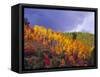 Colorful Aspens in Logan Canyon, Utah, USA-Julie Eggers-Framed Stretched Canvas