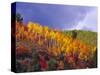 Colorful Aspens in Logan Canyon, Utah, USA-Julie Eggers-Stretched Canvas