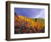 Colorful Aspens in Logan Canyon, Utah, USA-Julie Eggers-Framed Photographic Print