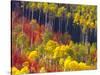 Colorful Aspens in Logan Canyon, Utah, USA-Julie Eggers-Stretched Canvas