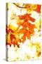 Colorful Autumn Leaves-soupstock-Stretched Canvas