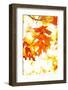 Colorful Autumn Leaves-soupstock-Framed Photographic Print