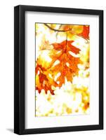 Colorful Autumn Leaves-soupstock-Framed Photographic Print