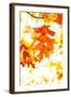 Colorful Autumn Leaves-soupstock-Framed Photographic Print