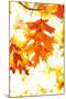 Colorful Autumn Leaves-soupstock-Mounted Photographic Print