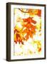 Colorful Autumn Leaves-soupstock-Framed Photographic Print