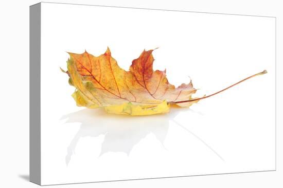 Colorful Autumn Maple Leaf. Isolated on White Background-karandaev-Stretched Canvas