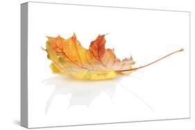 Colorful Autumn Maple Leaf. Isolated on White Background-karandaev-Stretched Canvas