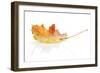 Colorful Autumn Maple Leaf. Isolated on White Background-karandaev-Framed Photographic Print