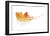 Colorful Autumn Maple Leaf. Isolated on White Background-karandaev-Framed Photographic Print