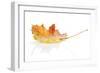 Colorful Autumn Maple Leaf. Isolated on White Background-karandaev-Framed Photographic Print