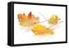 Colorful Autumn Maple Leaves. Isolated on White Background-karandaev-Framed Stretched Canvas