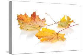 Colorful Autumn Maple Leaves. Isolated on White Background-karandaev-Stretched Canvas