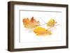 Colorful Autumn Maple Leaves. Isolated on White Background-karandaev-Framed Photographic Print