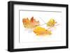 Colorful Autumn Maple Leaves. Isolated on White Background-karandaev-Framed Photographic Print