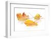 Colorful Autumn Maple Leaves. Isolated on White Background-karandaev-Framed Photographic Print