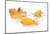 Colorful Autumn Maple Leaves. Isolated on White Background-karandaev-Mounted Photographic Print