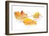 Colorful Autumn Maple Leaves. Isolated on White Background-karandaev-Framed Photographic Print