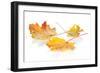 Colorful Autumn Maple Leaves. Isolated on White Background-karandaev-Framed Photographic Print