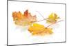 Colorful Autumn Maple Leaves. Isolated on White Background-karandaev-Mounted Photographic Print