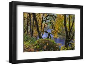 Colorful autumn maples along Humbug Creek in Clatsop County, Oregon, USA-Chuck Haney-Framed Photographic Print