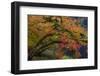 Colorful autumn maples along Humbug Creek in Clatsop County, Oregon, USA-Chuck Haney-Framed Photographic Print