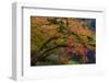 Colorful autumn maples along Humbug Creek in Clatsop County, Oregon, USA-Chuck Haney-Framed Photographic Print