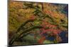 Colorful autumn maples along Humbug Creek in Clatsop County, Oregon, USA-Chuck Haney-Mounted Photographic Print