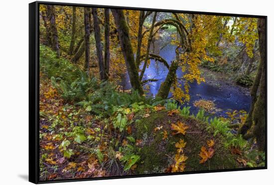 Colorful autumn maples along Humbug Creek in Clatsop County, Oregon, USA-Chuck Haney-Framed Stretched Canvas