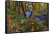 Colorful autumn maples along Humbug Creek in Clatsop County, Oregon, USA-Chuck Haney-Framed Stretched Canvas