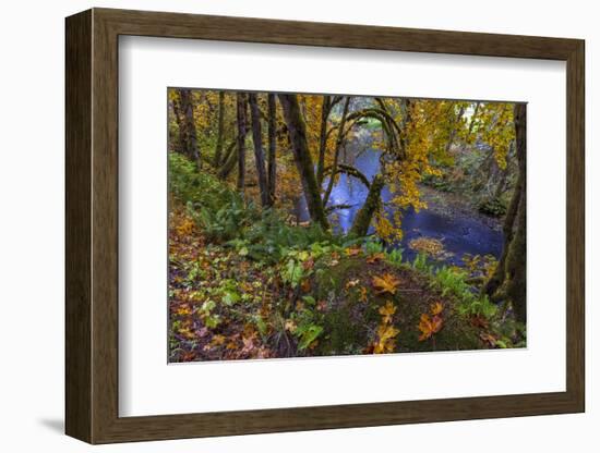 Colorful autumn maples along Humbug Creek in Clatsop County, Oregon, USA-Chuck Haney-Framed Photographic Print