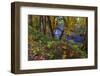 Colorful autumn maples along Humbug Creek in Clatsop County, Oregon, USA-Chuck Haney-Framed Photographic Print